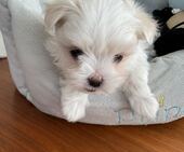 F-Wurf_Sunny_7._Woche__Bub_32_-_1.jpg