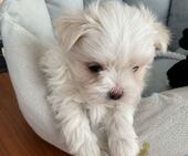 F-Wurf_Sunny_7._Woche__Bub_33_-_1.jpg