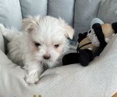 F-Wurf_Sunny_7._Woche__Bub_34_-_1.jpg