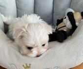 F-Wurf_Sunny_7._Woche__Bub_35_-_1.jpg