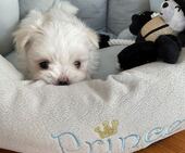 F-Wurf_Sunny_7._Woche__Bub_38_-_1.jpg