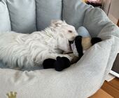 F-Wurf_Sunny_7._Woche__Bub_40_-_1.jpg