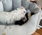 F-Wurf_Sunny_7._Woche__Bub_41_-_1.jpg