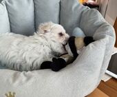 F-Wurf_Sunny_7._Woche__Bub_42_-_1.jpg