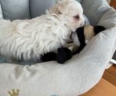 F-Wurf_Sunny_7._Woche__Bub_43_-_1.jpg