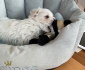 F-Wurf_Sunny_7._Woche__Bub_44_-_1.jpg