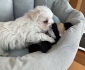 F-Wurf_Sunny_7._Woche__Bub_45_-_1.jpg