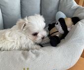 F-Wurf_Sunny_7._Woche__Bub_46_-_1.jpg