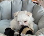F-Wurf_Sunny_7._Woche__Bub_47_-_1.jpg