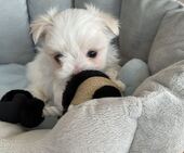 F-Wurf_Sunny_7._Woche__Bub_48_-_1.jpg