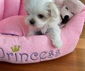 F-Wurf_Sunny_7._Woche__Maedchen_10_-_1.jpg