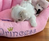 F-Wurf_Sunny_7._Woche__Maedchen_13_-_1.jpg