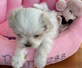 F-Wurf_Sunny_7._Woche__Maedchen_14_-_1.jpg