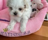 F-Wurf_Sunny_7._Woche__Maedchen_23_-_1.jpg