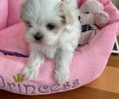 F-Wurf_Sunny_7._Woche__Maedchen_24_-_1.jpg