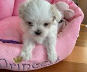 F-Wurf_Sunny_7._Woche__Maedchen_25_-_1.jpg