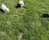 F-Wurf_Sunny_7._Woche_alle_20_-_1.jpg