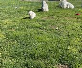 F-Wurf_Sunny_7._Woche_alle_34_-_1.jpg