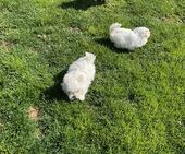 F-Wurf_Sunny_7._Woche_alle_43_-_1.jpg
