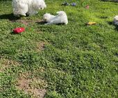 F-Wurf_Sunny_7._Woche_alle_73_-_1.jpg