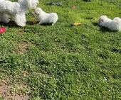 F-Wurf_Sunny_7._Woche_alle_74_-_1.jpg