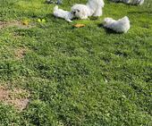 F-Wurf_Sunny_7._Woche_alle_76_-_1.jpg