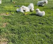 F-Wurf_Sunny_7._Woche_alle_78_-_1.jpg