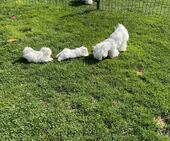 F-Wurf_Sunny_7._Woche_alle_84_-_1.jpg