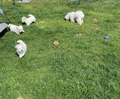 F-Wurf_Sunny_8._Wo_alle_29_-_1.jpg