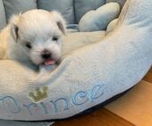 H-Wurf_Remy_5._Wo__3._Bub_33_-_1.jpg