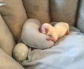 H-Wurf_Remy_Geburt_1._Bub_3.jpg