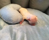 H-Wurf_Remy_Geburt_2._Bub_1.jpg