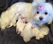 H-Wurf_Remy_Geburt_8_-_1.jpg