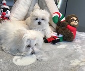 Hailey_3_Mon_und_Escada_4_Mon_10_-_1.jpg