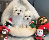 Hailey_3_Mon_und_Escada_4_Mon_19_-_1.jpg