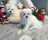 Hailey_3_Mon_und_Escada_4_Mon_1_-_1.jpg