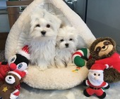 Hailey_3_Mon_und_Escada_4_Mon_20_-_1.jpg