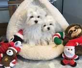 Hailey_3_Mon_und_Escada_4_Mon_21_-_1.jpg