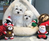 Hailey_3_Mon_und_Escada_4_Mon_25_-_1.jpg