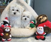 Hailey_3_Mon_und_Escada_4_Mon_27_-_1.jpg