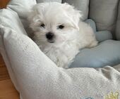 Hamilton_9_Wochen_13_-_1.jpg