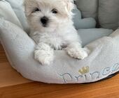 Hamilton_9_Wochen_7_-_1.jpg