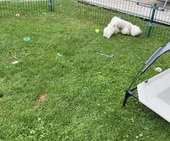 I_Wurf_Hailey_8._Woche37.jpeg