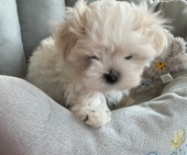 K_Wurf_Vici_8._Wo.__Lucky6.JPG