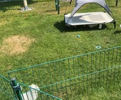 K_Wurf_Vici_8._Wo_alle_21.JPG