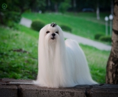 Lari5.jpg