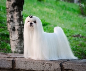 Lari6.jpg