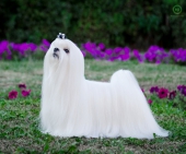 Lari8.jpg