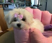 Little_Sunshine_4_Mon_19_-_1.jpg