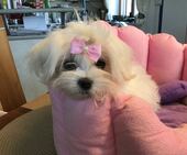 Little_Sunshine_4_Mon_20_-_1.jpg